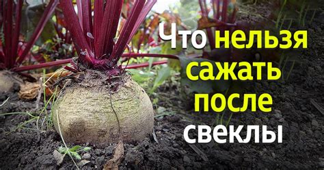 Почему нельзя сажать морковь после свеклы?