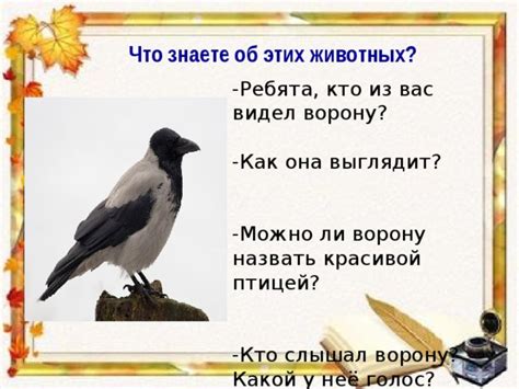 Почему неправильно считать ворону новеллу плохой птицей?