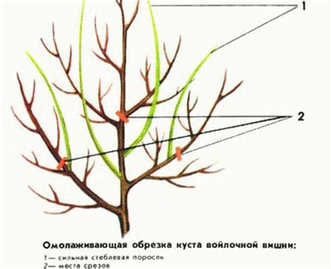 Почему обрезка способствует росту и цветению