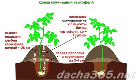 Почему окучивание зимой важно