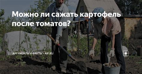 Почему сажать картофель после томатов не рекомендуется?