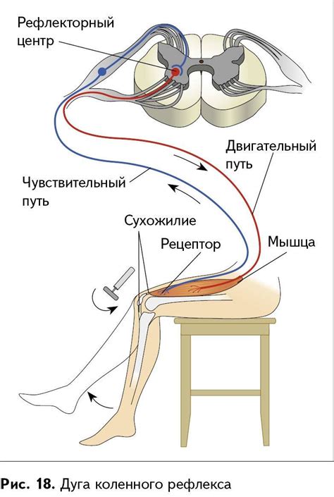 Появление спаривательного рефлекса