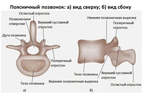 Поясничный отдел позвоночника и его структура