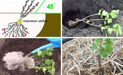 Правила высадки смородины