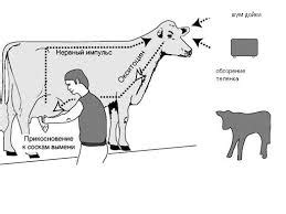 Правила доения коровы: основная информация