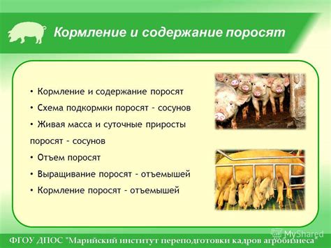 Правила кормления и содержания свиней на даче