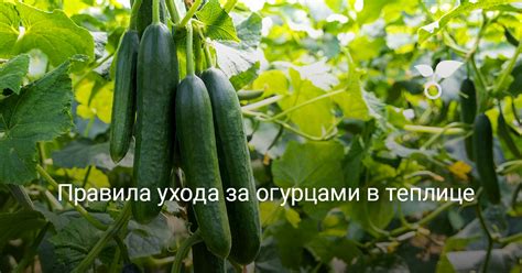 Правила кормления огурцами