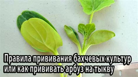 Правила нарезки бахчевых культур