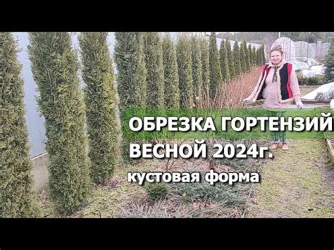 Правила обрезки будлеи весной