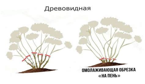 Правила обрезки гортензии после цветения