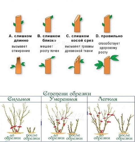 Правила обрезки кустовой розы на зиму