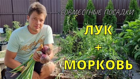 Правила совместной посадки лука и картошки