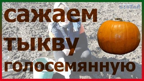 Правильный посев и уход за тыквой