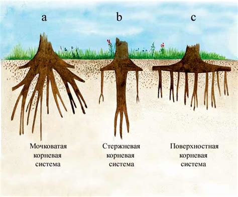 Предотвращение пересыхания корневой системы