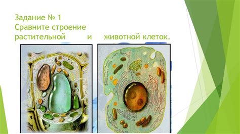 Прежние представления о строении клетки