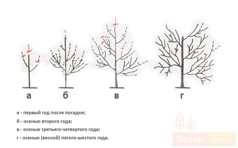 Преимущества обрезки яблони