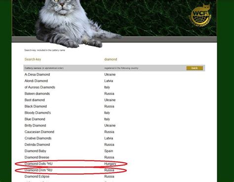 Преимущества официального признания питомника кошек WCF