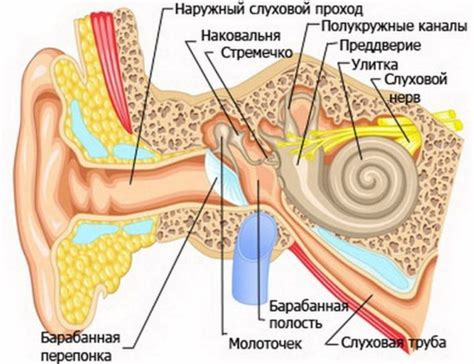 Преимущества прокола уха при отите