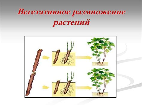 Преимущества размножения весной