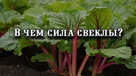 Преимущества свеклы для птицефабрик