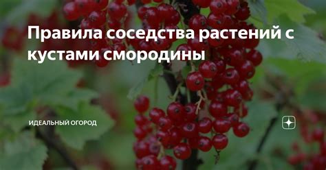 Преимущества соседства этих растений