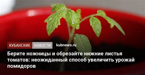 Преимущества уборки нижних листьев