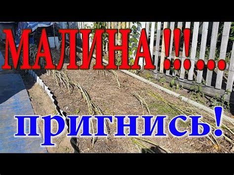 Пригибание малины методом закладки