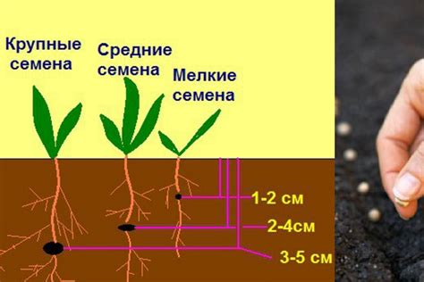 Приготовление семян для посадки