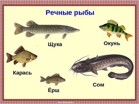 Приемущества северной рыбы для матери и ребенка