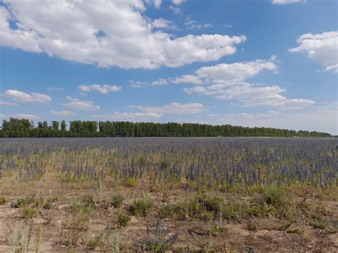 Признаки готовности: как определить зрелость желудей