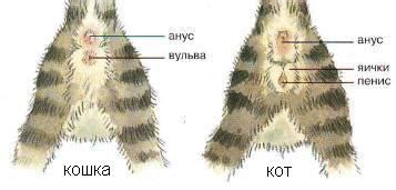 Признаки готовности кота к покрытию кошки: