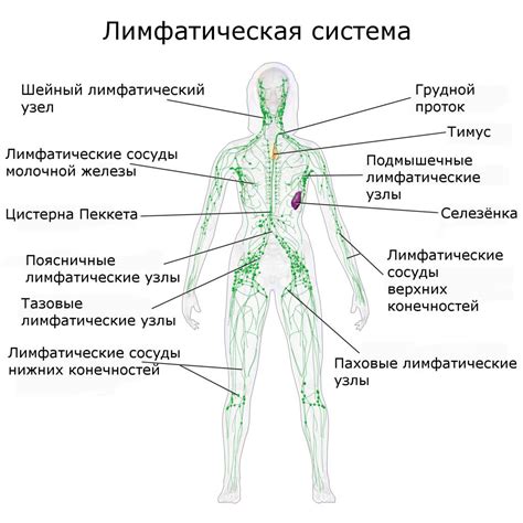 Признаки и симптомы поражения лимфоузлов на руках