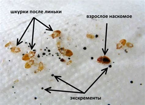 Признаки наличия клопов в квартире