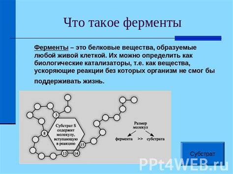 Применение ферментов в различных отраслях