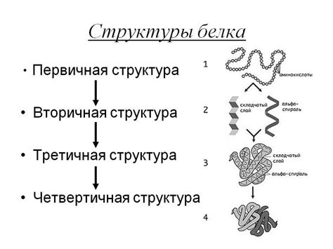 Примеры изменения структуры белка: иллюстрации процессов