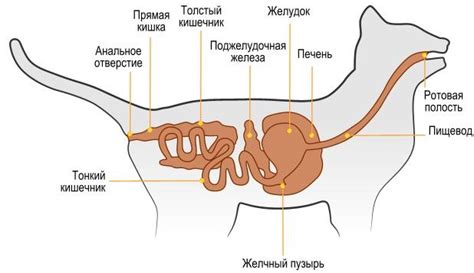 Принцип действия смекты на пищеварительную систему кошки