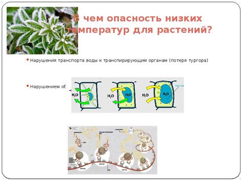 Приспособления к холодным условиям