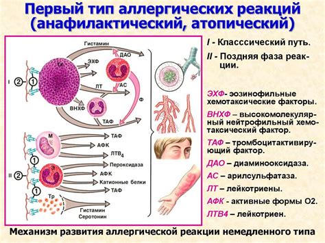 Причины аллергической реакции