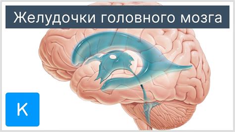 Причины асимметрии желудочков головного мозга