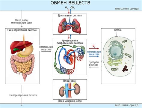 Причины замедленного обмена веществ у мужчин