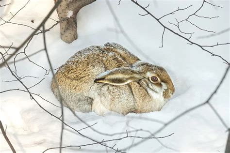 Причины занесения зайца в красную книгу