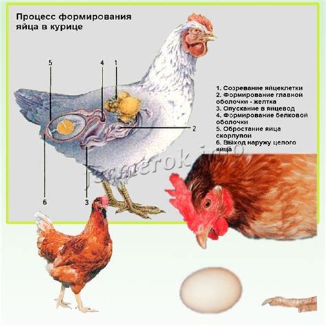 Причины использования петуха в курятнике