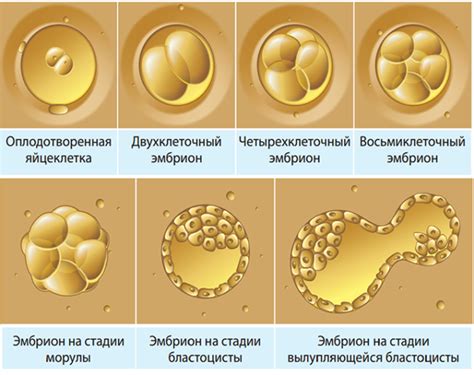 Причины и рекомендации по кровотечениям после переноса эмбрионов