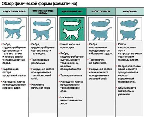 Причины потери материнского инстинкта у кошек