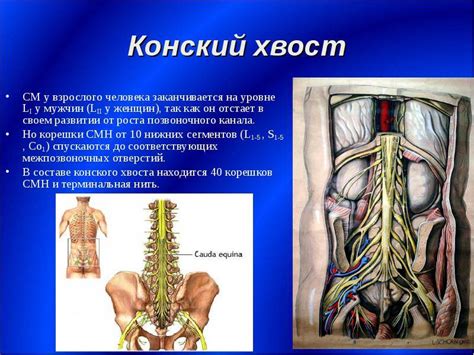 Причины потери хвоста и последствия