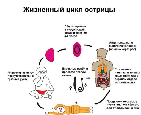 Причины появления остриц