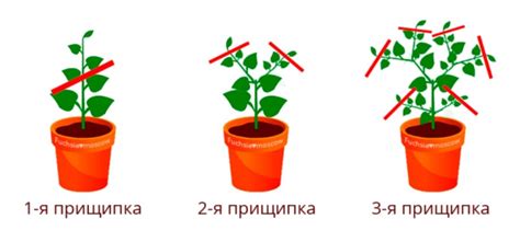 Прищипка и обрезка сентябринок: порядок и правила