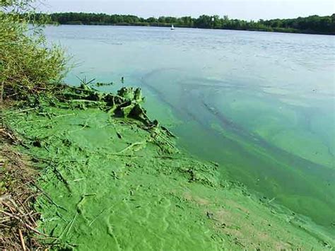 Проблема водорослей в водоемах