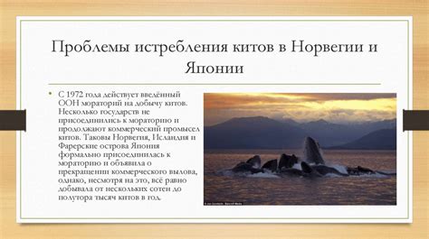 Проблемы и угрозы для китов в Черном море