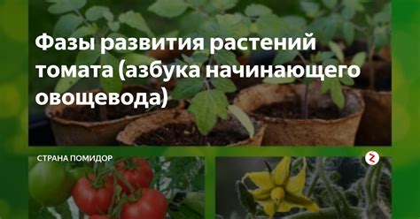 Продолжительность выращивания томатов